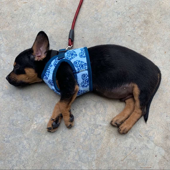 Meet your Posher, Crystal - Picture 1 of 1